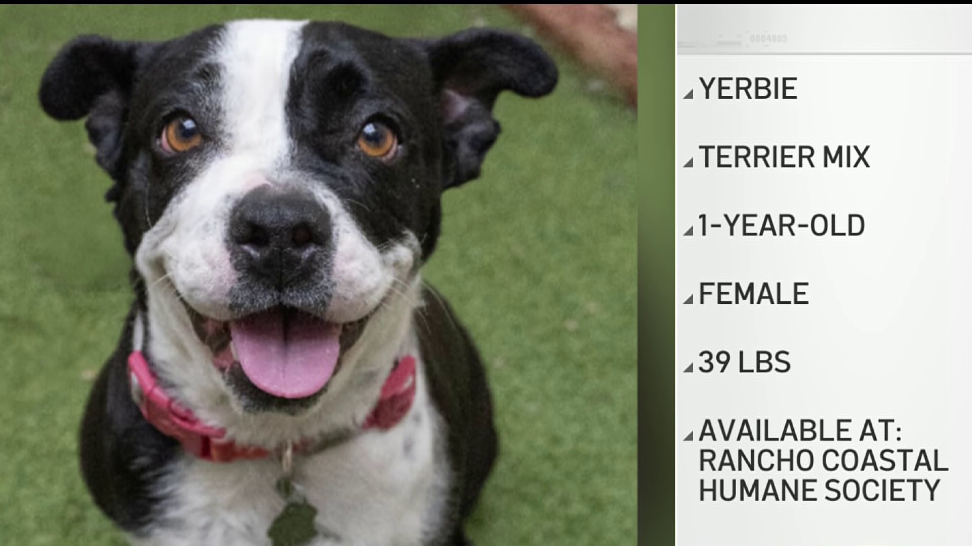 Adopt Pets Encinitas